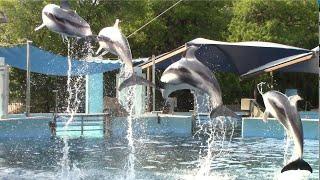 Pacific White-Sided Dolphin Exercise - Inside Look at SeaWorld San Antonio - August 25, 2019