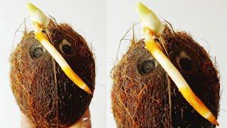 How To Grow Coconut Tree From Coconut Fruit || An Easy Way To Start A Coconut Bonsai