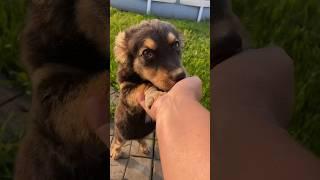 Бывает ли таку людей? #свойдом #животные #shorts #шортс #favorite #life #animals