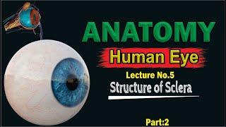 Sclera | Anatomy of Sclera | Structure of Sclera | Composition of Sclera | Made easy | Top lesson4u