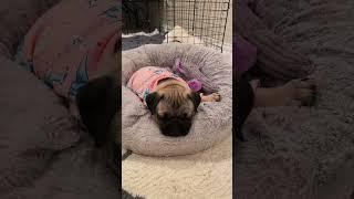 Adorable pug moments #puppy #pug #cutedogs