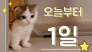 새끼고양이 입양 첫날! 아기고양이 제비는 뭘할까?