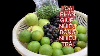 Loại phân Lợi Hại giúp nhiều TRÁI nhiều BÔNG | THÍCH TRỒNG CÂY TV