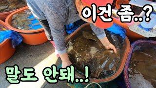 오이도 난전 어시장 자연산 횟감 가격 말도 안돼! 여기 왜이래? 같이 가시죠! Korean fish market channel.