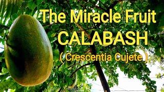 Calabash The Miracle Fruit And Top Health Benefits