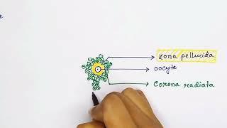 Graafian follicle structure (english) | Oocyte structure