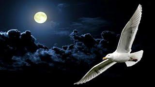 NEIL DIAMOND ~ JONATHAN LIVINGSTON SEAGULL MEDLEY 1977 [Live Audio]