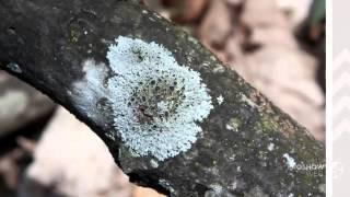 Physcia - fungi kingdom