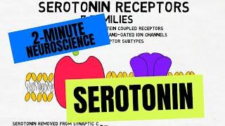 2-Minute Neuroscience: Serotonin