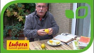 Der Geschmack der Citrus Yuzu