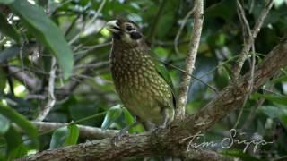 Spotted Catbird pair calling (Ailuroedus melanotis ) HD Video clip 1/1 Tim Siggs ABVC