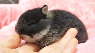 Baby rabbit that can't stop grooming people.