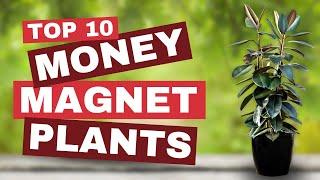  Money-Magnet Plants ─ TOP 10 Plants to Boost Your Home's Fortune! 