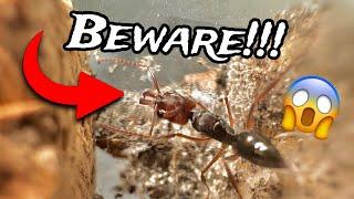 Meet The Ant With the Most Powerful Bite In The Entire Insect Kingdom!! (Odontomachus)