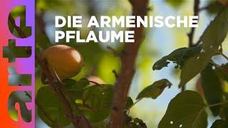 Armenien: Land der Aprikosen | Stadt Land Kunst | ARTE