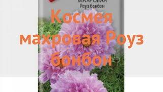 Космея махровая Роуз бонбон (rouz bonbon)  Роуз бонбон обзор: как сажать, семена космеи Роуз бонбон