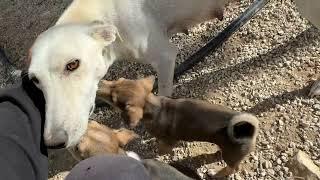 Seeing Mabel and her Puppy's Happy Makes me So Happy - Takis Shelter