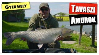 Tavaszi amurok, avagy Fish & Trips a Gyermelyi horgásztó partján