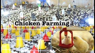 How To Raise Thousands Of Broiler Chicken From Day 1 - Poultry Farming Business.