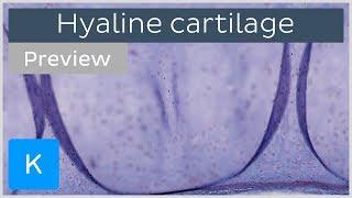 Hyaline cartilage: slides and function (preview) - Human Histology | Kenhub