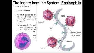 Physiology of Basophils, Mast Cells, & Eosinophils