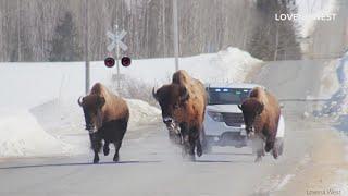 Update: Charges pending after bison escape in Aroostook County