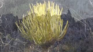 2019-03-16 La Candelilla - Arco del Cuchillón
