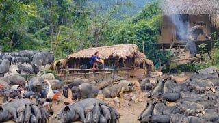 The process of raising two pigs to give birth to hundreds of piglets