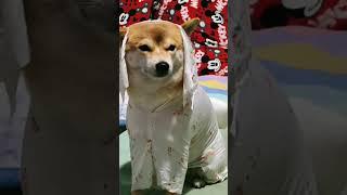 dog with japanese kimono outfit