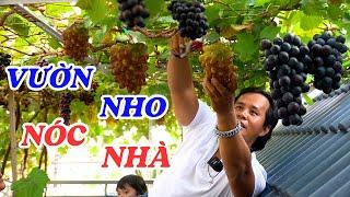 Người đàn ông bê cả vườn nho lên nóc nhà - ĐỘC LẠ BÌNH DƯƠNG