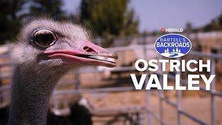 Living life on an ostrich farm