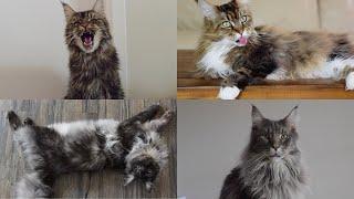 Our Maine Coons Being GOOFY for 9 Minutes