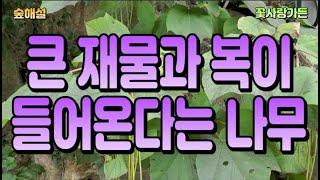 #숲해설 마을에 심으면 큰 재물과 복이 들어온다는 나무