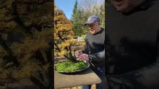 Wild bonsai larch #canada #bonsai