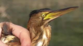 Little Bittern released at Għadira Nature Reserve