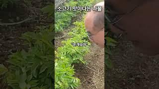 소고기 맛이 나물이 있다구요? #경농 #농기계구입 #경농의신 #농업 #농사로