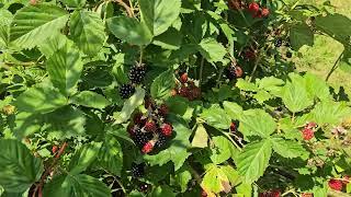 It's non stop harvest season in the zone 4 cold hardy permaculture food forest