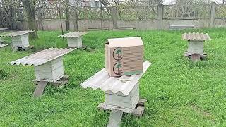 Коллеги пчеловоды.Будьте терпимее друг другу.Дружите, а не враждуйте.И тогда все у нас будет 