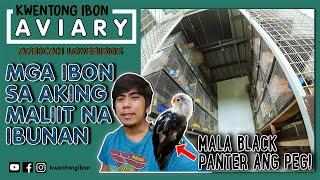 MGA LINYADA NA  IBON SA AKING MALIIT NA IBUNAN | AVIARY NI KWENTONG IBON PART 1 | ENGLISH SUBTITLE