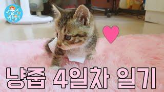 아기 길냥이 구조 4일차/고양이 구조/냥줍/새끼고양이 구조 (Country Story of City Couple EP.507)