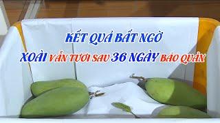 Kết Quả Bảo Quản Xoài Sau 36 Ngày Vẫn Tươi