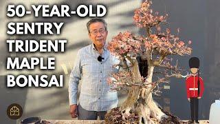 Bonsai Design Principles for Beginners