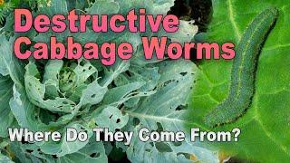 Life Cycle of the Cabbage Worm and How to Stop Them