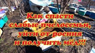 КАК СПАСТИ СЛАБЫЕ ПЧЕЛОСЕМЬИ, УЙТИ ОТ РОЕНИЯ И ПОЛУЧИТЬ ТОВАРНЫЙ МЁД