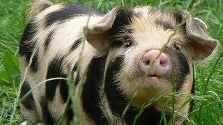 Kunekune Pigs | Homestead Sized True Grazers