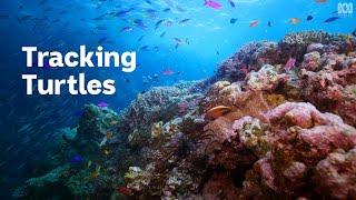 How You Can Help Our Oceans | Citizen Science