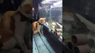 Fishes in the tank