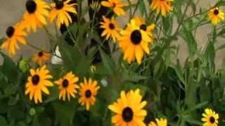 MG Rudbeckia 0901.CMS4K