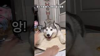 앙스키와 아기고양이의 합사이후 (feat.꽁!!)