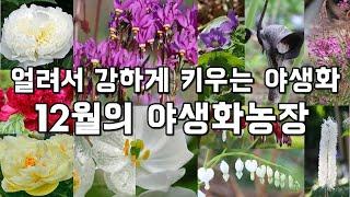 얼려서 강하게 키우는 노지월동 야생화모종 #겹작약 #가드닝 #꽃모종